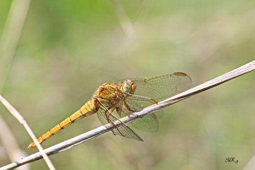 vážka / vážka hnědoskvrnná / Southern Skimmer