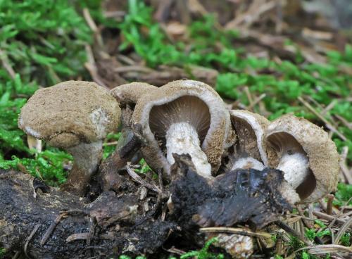 príživnica prášnicovitá / rovetka pýchavkovitá