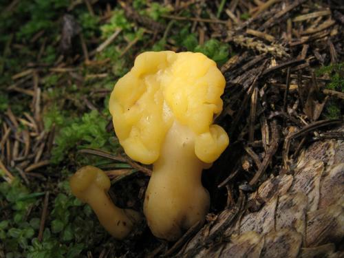 lopatička žltkastá / lopatička kyjovitá