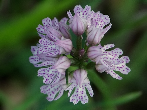 neotinea trojzubá