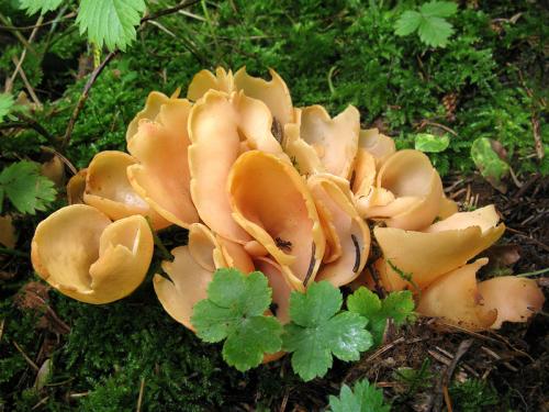 uško oslie / ouško kornoutovité