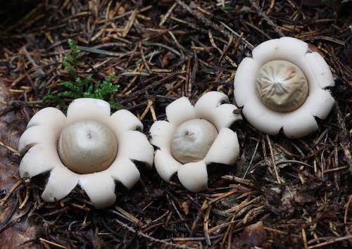 hviezdovka strapkatá / hvězdovka brvitá