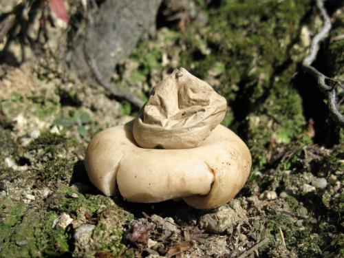 hviezdovka strapkatá / hvězdovka brvitá