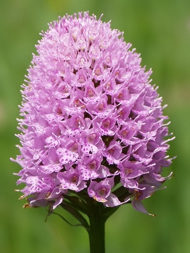 pavstavač hlavatý