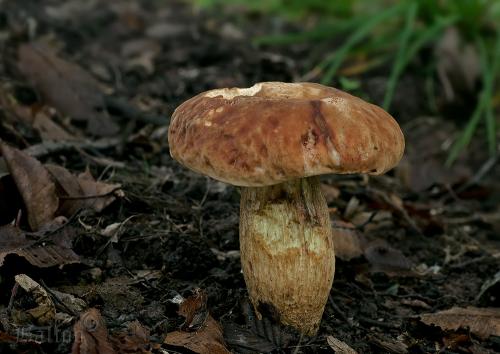 hríb jamkatý / hřib jamkatý