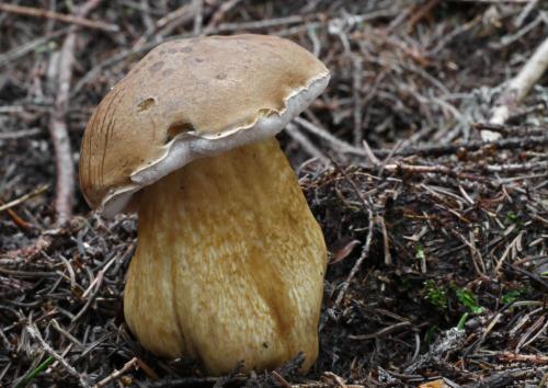 podhríb žlčový / hřib žlučník