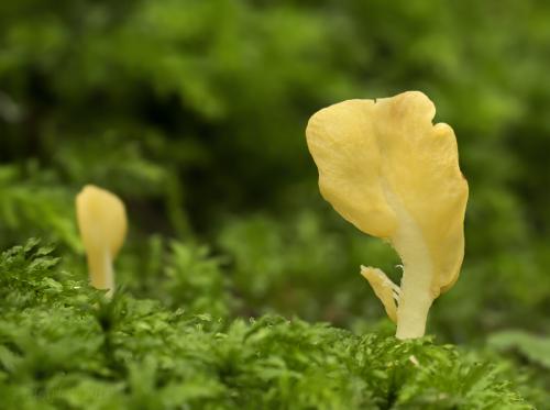 lopatička žltkastá / lopatička kyjovitá