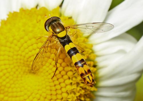 Sphaerophoria scripta