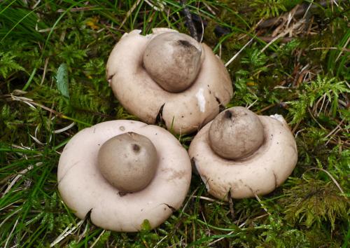 hviezdovka strapkatá / hvězdovka brvitá