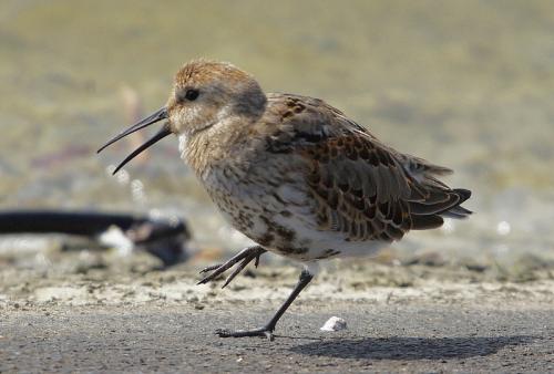 pobrežník obyčajný