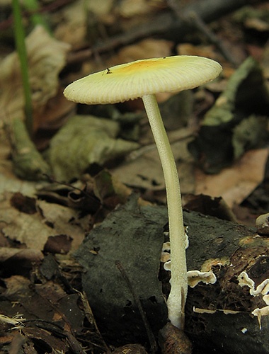 hnojovec žltý / slzečník žloutkový