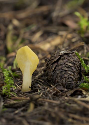 lopatička žltkastá / lopatička kyjovitá