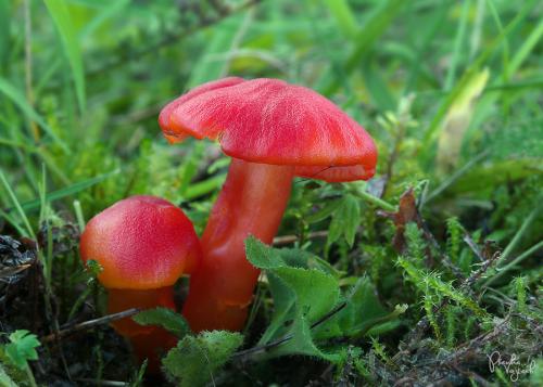 lúčnica šarlátová / voskovka šarlatová