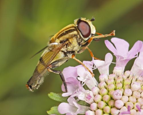 Helophilus pendulus