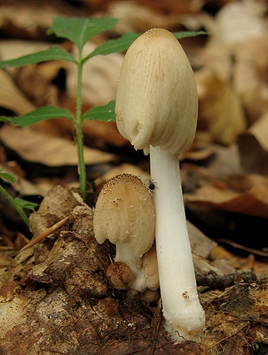 Hnojník žltostredový