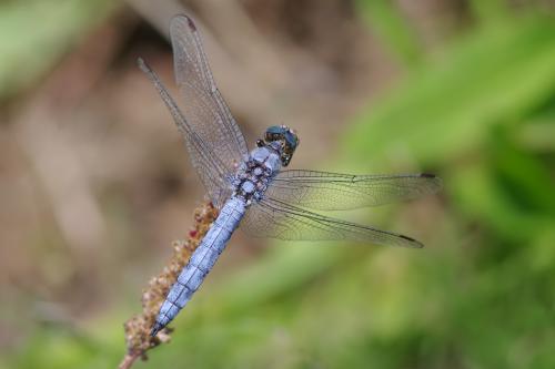 vážka / vážka hnědoskvrnná / Southern Skimmer