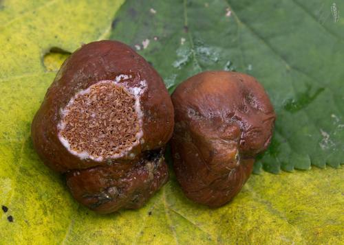 rýdzikovec Stephensov