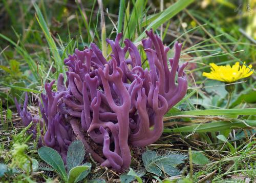 kyjačik / kyjanka Zollingerova