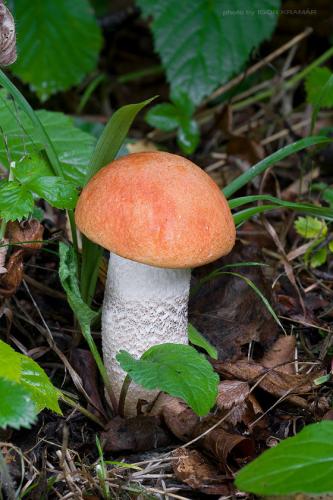 kozák osikový / křemenáč osikový