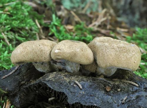 príživnica prášnicovitá / rovetka pýchavkovitá