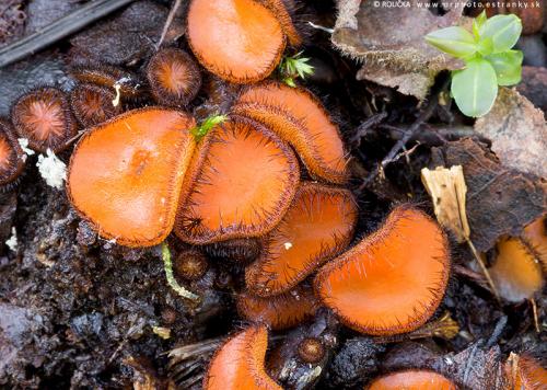 štítovnička obyčajná / kosmatka štítovitá