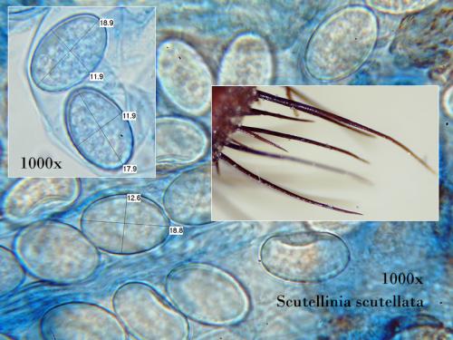 štítovnička obyčajná / kosmatka štítovitá