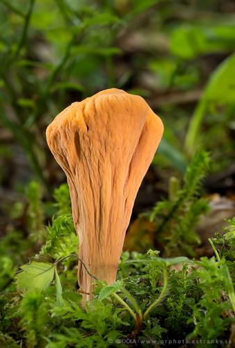 kyjak useknutý / kyj uťatý