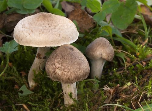 čírovka postriebrená / čirůvka stříbrošedá
