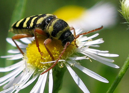 Plagionotus floralis
