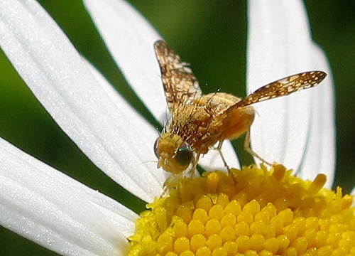 Muška