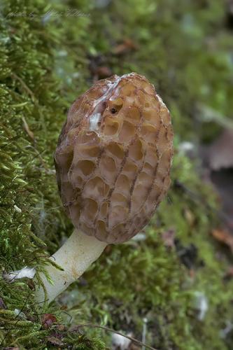 smrčok kužeľovitý / smrž kuželovitý