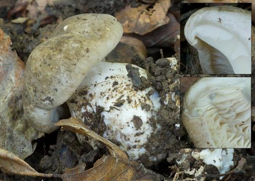 strmulec hodvábnicovitý