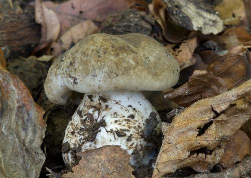 strmulec hodvábnicovitý