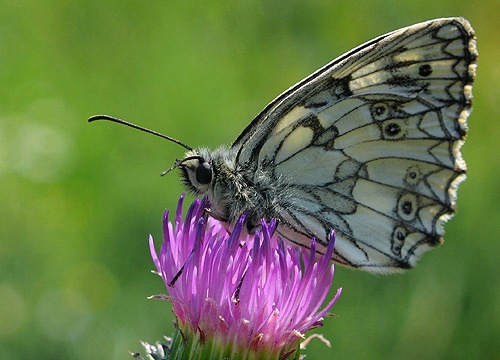 Očkáň timotejkový