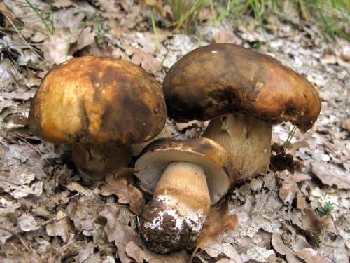 hríb bronzový / hřib bronzový