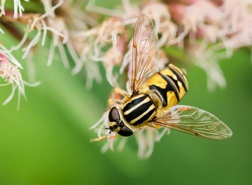 Helophilus pendulus