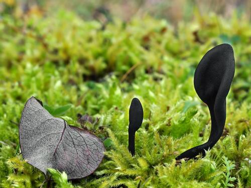 pajazýček chlpatý / jazourek srstnatý