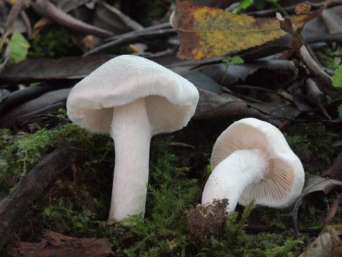 čirůvka kroužkatá bílá