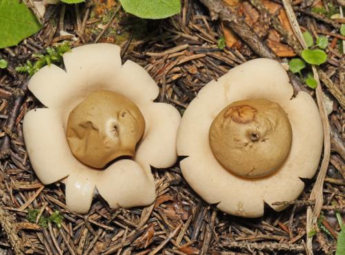 hviezdovka strapkatá / hvězdovka brvitá