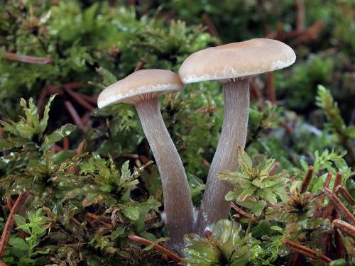 strmuľka voňavá / strmělka vonná