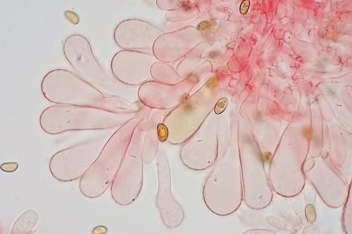 vláknica škvrnitá / vláknice skvrnitá