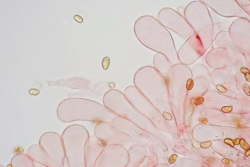 vláknica škvrnitá / vláknice skvrnitá