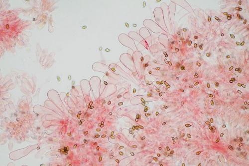 vláknica škvrnitá / vláknice skvrnitá