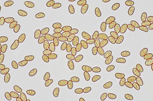 vláknica škvrnitá / vláknice skvrnitá