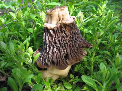 smrčkovec český / kačenka česká