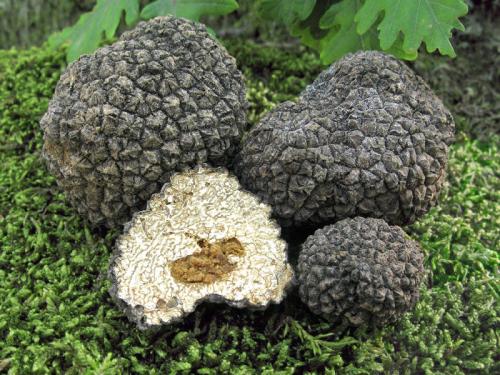 hľuzovka letná / lanýž letní