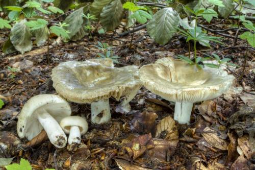 plávka Faustova / holubinka Faustova