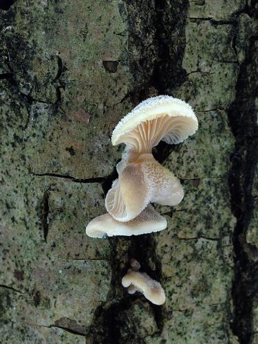 lastúrka modrastosivá / hlíva siná