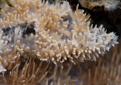 kavinovka povrázková