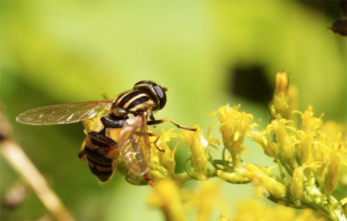 Helophilus pendulus